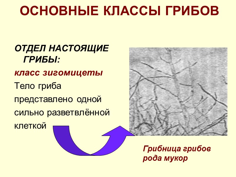 ЗНАЧЕНИЕ ГРИБОВ 1. Грибы являются редуцентами (разложение органических веществ мертвых организмов) 2. Съедобные виды